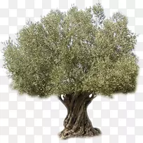 橄榄油树
