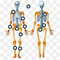 ElSistema Esquelético人骨骼，轴向骨骼，附肢骨骼-骨骼