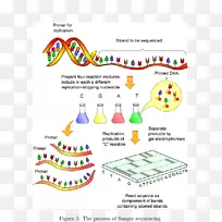 人类基因组计划DNA测序桑格测序