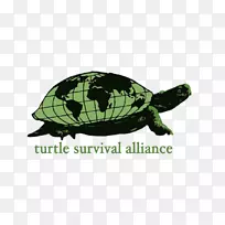海龟及淡水龟专家小组辐射龟保育-海龟