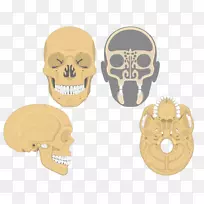 颅骨副鼻窦鼻腔上颌骨