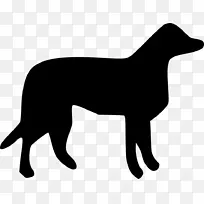 拉布拉多猎犬犬