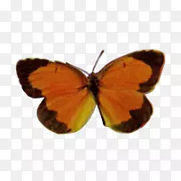 乌云密布的黄色，毛茸茸的蝴蝶，有翅膀的蝴蝶，飞蛾-蝴蝶