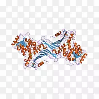 葡萄糖-6-磷酸脱氢酶葡萄糖6-磷酸酶神经氨酸酶-酶