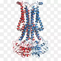 翻转酶磷脂ATP酶跨膜蛋白生物膜