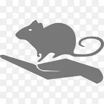 胡须鼠猫科学家-老鼠