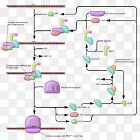 原核翻译核糖体生物学真核翻译