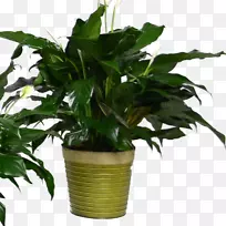 和平百合花盆栽植物叶常绿叶
