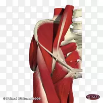 髋部胸肌解剖-肌肉