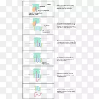 翻译氨基酸生物合成细胞