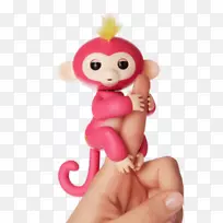 灵长类救援中心小猴子侏儒猴