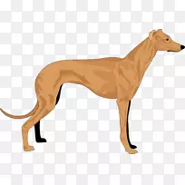 灰狗巴塞猎犬鞭毛