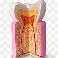 人类牙齿解剖智人牙本质