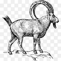 高山ibex绘画标记Pyrenean ibex剪贴画