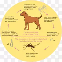 狗心虫蚊子生物生命周期-狗