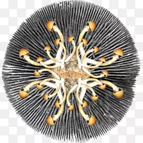 魔幻蘑菇孢子块菌-蘑菇