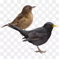 普通的黑鸟：在爱恩·贾德·德韦尔德的家，麻雀，鸟类，荷兰