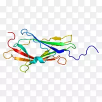 arhgdia rho蛋白gdp解离抑制剂cdc 42基因