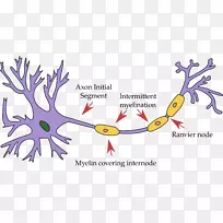 运动神经元胞体神经系统树突-脑