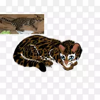 加利福尼亚张开的孟加拉猫胡须西洛野猫豹