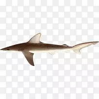 虎鲨沙洲鲨角状鲨鱼动物鲨鱼攻击