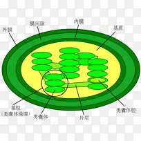 叶绿体图细胞类囊体光依赖反应-植物