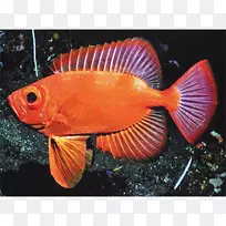 水族馆海洋生物珊瑚礁鱼类动物