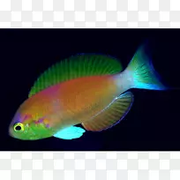珊瑚礁鱼类水族馆-捕鱼