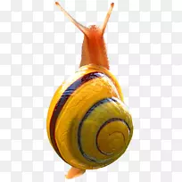 蜗牛陆生鼻涕虫