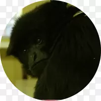大猩猩狗繁殖新世界猴子鼻子-大猩猩