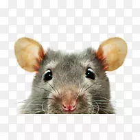 大鼠桌面壁纸屏保1080 p显示分辨率-鼠
