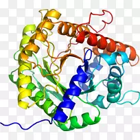 乙酰胆碱酯酶丁酰胆碱酯酶结构