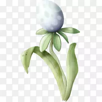 开花植物茎