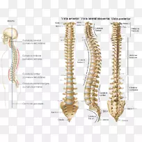 脊柱骨骶骨解剖