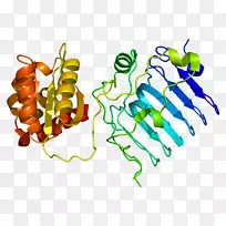 rp2 gtp酶激活蛋白基因视网膜色素变性gtp酶调节因子