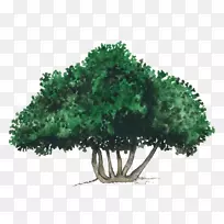 乔木灌木常绿植被叶树