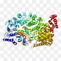 传输蛋白1蛋白Uniprot Wikipedia