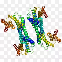 ywhah 14-3-3蛋白磷酸丝氨酸基因