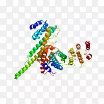 核孔蛋白107核孔蛋白214