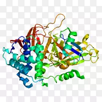 usp 2蛋白mdm 2基因泛素