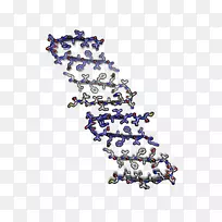纤维淀粉样β-2微球蛋白分子模型