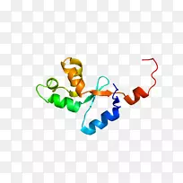 OCA 2 hect结构域和rld 2基因蛋白突变