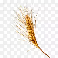 小麦麦谷胚芽黑麦