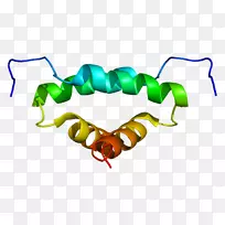 a-激酶-锚定蛋白akap 13蛋白激酶a蛋白亚基