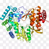 钙蛋白酶-1蛋白PSEN 2