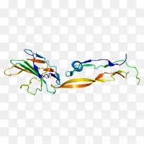 转化生长因子β受体2转化生长因子β3