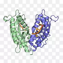核糖核酸酶T1核糖体RNA转移RNA