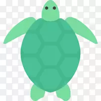 绿海龟龟