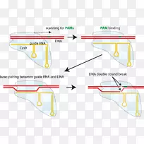 CRISPR引导rna ca 9非同源端连接dna