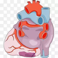 心脏外科医学循环系统解剖医学-心脏